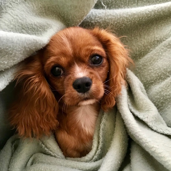 Meet your Posher, Lori - Picture 5 of 7